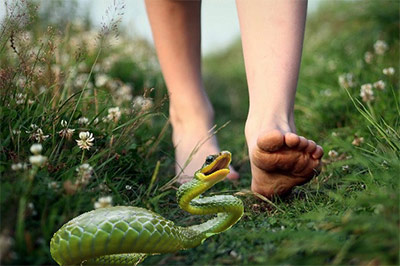 Spring Snake Warning