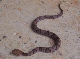 Baby Copperhead Pictures on Juvenile Copperhead There Are 5 Sub Species Of Copperhead In