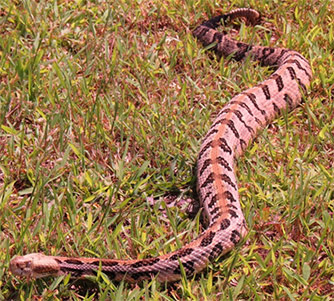 Snake Population in Full Gear Now