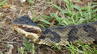 Misconceptions About Increased Snake Activity This Year