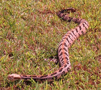 Fall Season High Snake Alert!!