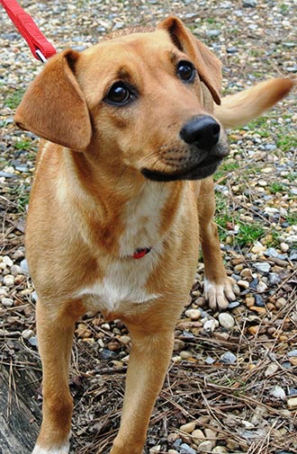 Four Legged Love From Sophie