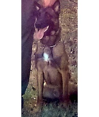 WOODSTOCK POLICE DEPARTMENT CONCLUDES INTERNAL K-9 INVESTIGATION