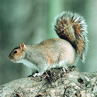 SQUIRREL HUNTING SEASON OPENS AUGUST 15TH