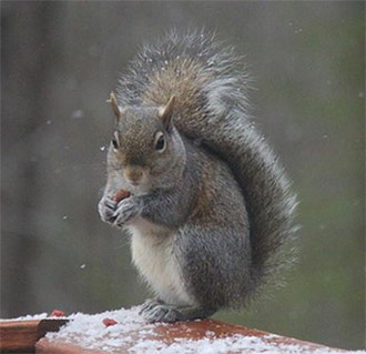SQUIRREL HUNTING SEASON OPENS AUGUST 15TH