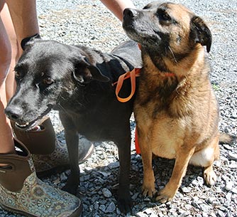Four Legged Love From Sugar and Cookie