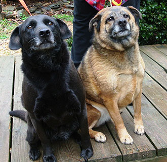 Four Legged Love From Sugar and Cookie