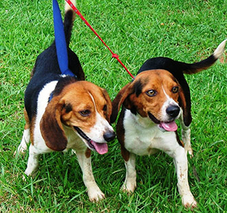 Four Legged Love From Tic Tac and Tic Toc