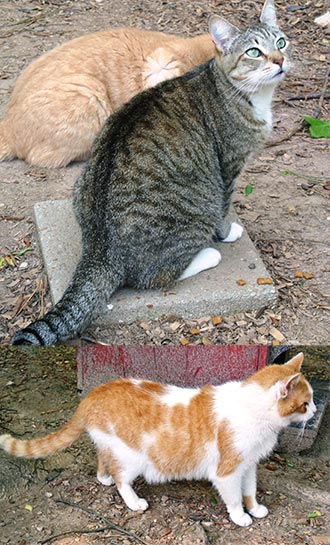 Four Legged Love From Sox & Toby