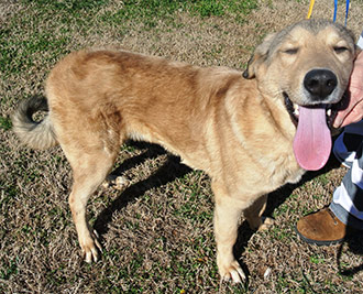 Four Legged Love From Tommy Boy