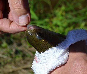TROUT FISHING OPPORTUNITIES AVAILABLE YEAR-LONG