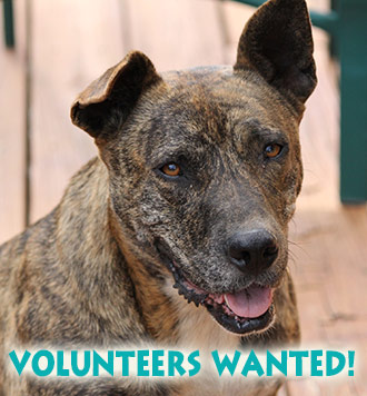 Volunteer Meeting to Support Animal Shelter of Pickens County