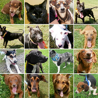 Be a Volunteer at the Animal Shelter of Pickens County (ASPC). Walk-a-Dog or Cuddle-a-Cat