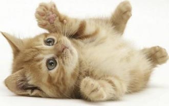 Cat Scratch Disease