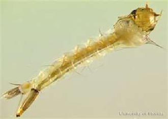 WEST NILE AND THE SOUTHERN HOUSE MOSQUITO