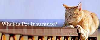 What is Pet Insurance?