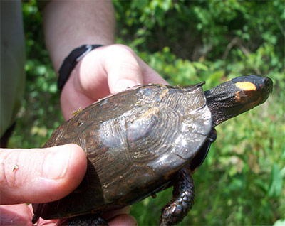 MAKE YOUR MARK FOR WILDLIFE WITH GEORGIA’S TAX CHECKOFF