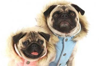Winter Care for Pets