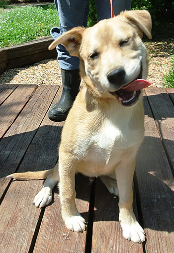 Four Legged Love From Woody
