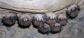 DISEASE DEADLY TO BATS CONFIRMED IN GEORGIA