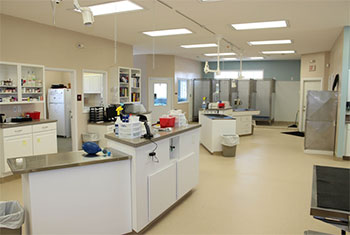 pets hospital