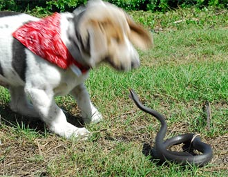 are rat snakes poisonous to dogs