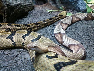 Georgia Snake Identification Chart