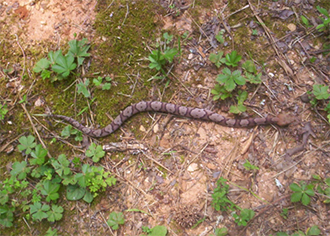 The Copperhead Snake Is Often Misidentified The Copperhead Snake Is Often Misidentified