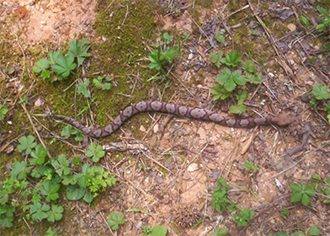 The Copperhead Snake Is Often Misidentified