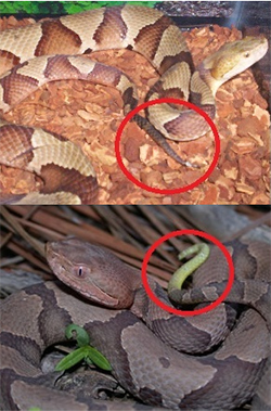 The Copperhead Snake Is Often Misidentified