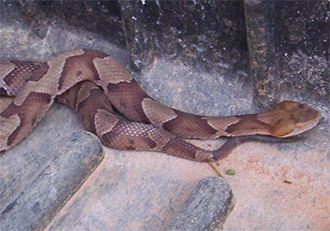 The Copperhead Snake Is Often Misidentified The Copperhead Snake Is Often Misidentified