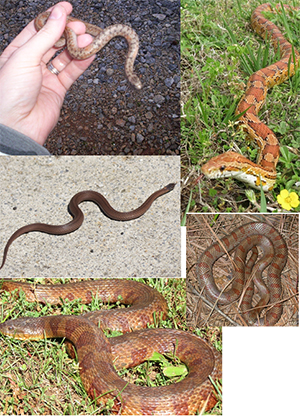 The Copperhead Snake Is Often Misidentified