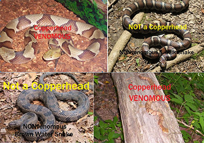 Copperhead Or Not Copperhead Or Not