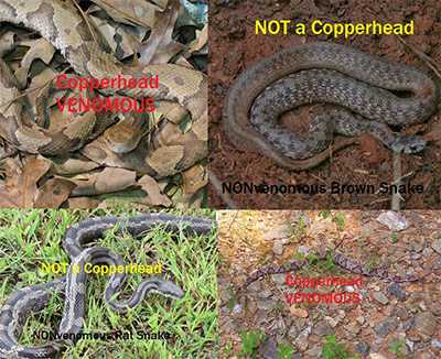 Copperhead Or Not