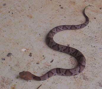 Georgia Snakes In The Fall Georgia Snakes In The Fall