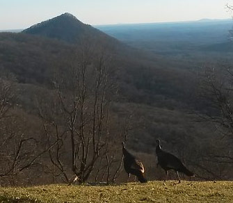 STATEWIDE TURKEY HUNTING SEASON OPENS MARCH 22